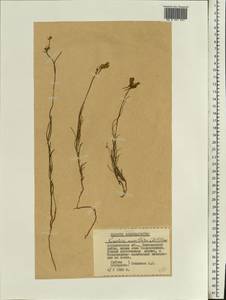 Linaria macroura (M. Bieb.) M. Bieb., Eastern Europe, Lower Volga region (E9) (Russia)