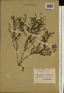 Linaria cretacea Fisch. ex Spreng., Eastern Europe, North Ukrainian region (E11) (Ukraine)