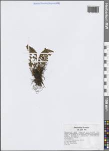 Woodsia ilvensis (L.) R.Br., Siberia, Russian Far East (S6) (Russia)