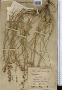 Limonium suffruticosum (L.) Kuntze, Middle Asia, Syr-Darian deserts & Kyzylkum (M7) (Uzbekistan)