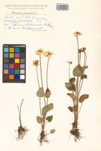 Parnassia palustris L., Siberia, Russian Far East (S6) (Russia)