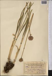 Allium hymenorhizum Ledeb., Middle Asia, Pamir & Pamiro-Alai (M2) (Tajikistan)