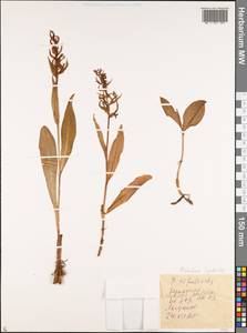 Platanthera tipuloides (L.f.) Lindl., Siberia, Russian Far East (S6) (Russia)