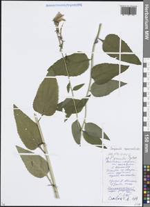 Campanula rapunculoides L., Eastern Europe, Belarus (E3a) (Belarus)