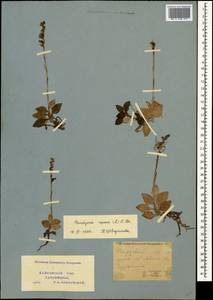 Goodyera repens (L.) R.Br., Caucasus, Krasnodar Krai & Adygea (K1a) (Russia)