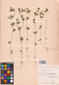 Trifolium arvense L., Eastern Europe, Lower Volga region (E9) (Russia)