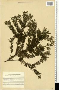 Taxus baccata L., Crimea (KRYM) (Russia)