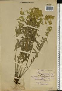 Euphorbia seguieriana Neck., Eastern Europe, Middle Volga region (E8) (Russia)