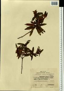 Rhododendron diversipilosum (Nakai) Harmaja, Siberia, Russian Far East (S6) (Russia)