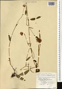 Bistorta carnea (K. Koch) Kom., Caucasus, Armenia (K5) (Armenia)