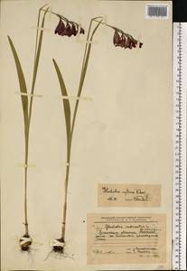 Gladiolus imbricatus L., Eastern Europe, North Ukrainian region (E11) (Ukraine)
