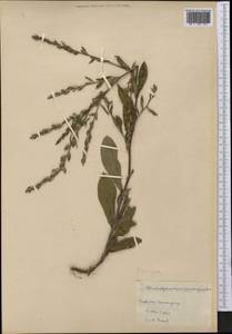 Pseudelephantopus spicatus (B.Juss. ex Aubl.) C.F.Baker, America (AMER) (Cuba)