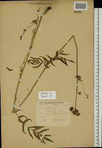 Valeriana rossica P. A. Smirn., Eastern Europe, Central region (E4) (Russia)