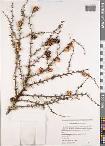 Larix gmelinii (Rupr.) Kuzen., Siberia, Russian Far East (S6) (Russia)