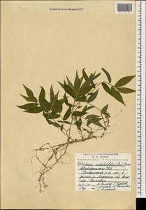 Oplismenus undulatifolius (Ard.) Roem. & Schult., Caucasus, Azerbaijan (K6) (Azerbaijan)