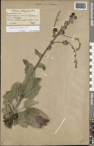 Verbascum chaixii Vill., Eastern Europe, Lower Volga region (E9) (Russia)