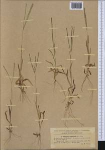 Digitaria sanguinalis (L.) Scop., Western Europe (EUR) (Romania)