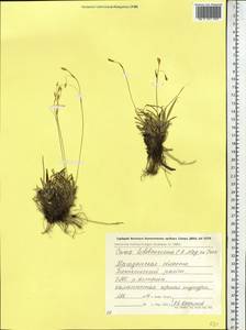 Carex ledebouriana C.A.Mey. ex Trevir., Siberia, Chukotka & Kamchatka (S7) (Russia)