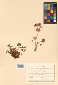 Saxifraga bracteata D. Don, Siberia, Russian Far East (S6) (Russia)