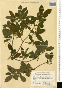 Euonymus leiophloeus Stev., Caucasus, North Ossetia, Ingushetia & Chechnya (K1c) (Russia)