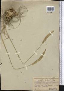 Koeleria glauca (Spreng.) DC., Middle Asia, Pamir & Pamiro-Alai (M2) (Uzbekistan)