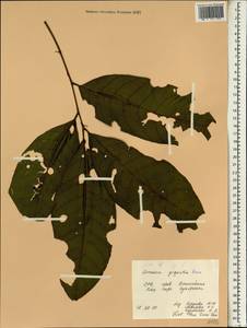 Aphanamixis polystachya (Wall.) R. Parker, South Asia, South Asia (Asia outside ex-Soviet states and Mongolia) (ASIA) (Vietnam)