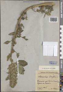 Amaranthus retroflexus L., Eastern Europe, Northern region (E1) (Russia)