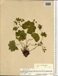 Alchemilla circularis Juz., Mongolia (MONG) (Mongolia)