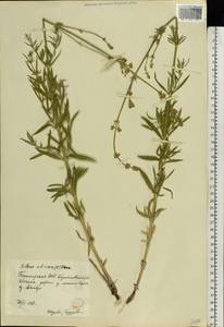 Silene sibirica (L.) Pers., Eastern Europe, Eastern region (E10) (Russia)