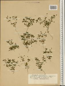 Lysimachia arvensis (L.) U.Manns & Anderb., Eastern Europe, Central region (E4) (Russia)
