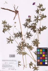 Geranium sanguineum L., Eastern Europe, South Ukrainian region (E12) (Ukraine)