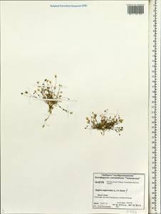 Sagina saginoides (L.) Karst., Siberia, Central Siberia (S3) (Russia)