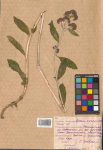 Hylotelephium verticillatum (L.) H. Ohba, Siberia, Russian Far East (S6) (Russia)