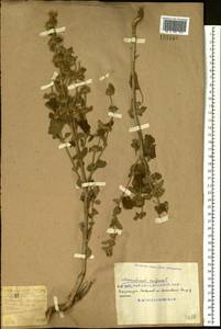 Marrubium vulgare L., Eastern Europe, South Ukrainian region (E12) (Ukraine)