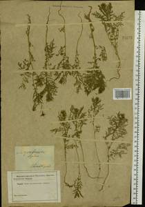 Descurainia sophia (L.) Webb ex Prantl, Eastern Europe, South Ukrainian region (E12) (Ukraine)