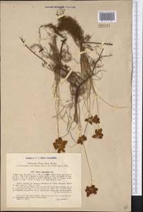 Carex physodes M.Bieb., Middle Asia, Syr-Darian deserts & Kyzylkum (M7)