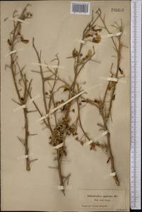 Caragana halodendron (Pall.) Dum.Cours., Middle Asia, Muyunkumy, Balkhash & Betpak-Dala (M9) (Kazakhstan)