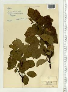Fagus sylvatica L., Eastern Europe, Moldova (E13a) (Moldova)