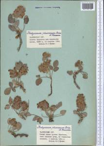 Hedysarum plumosum Boiss. & Hausskn., Middle Asia, Pamir & Pamiro-Alai (M2) (Tajikistan)