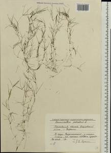 Zannichellia palustris L., Eastern Europe, Volga-Kama region (E7) (Russia)