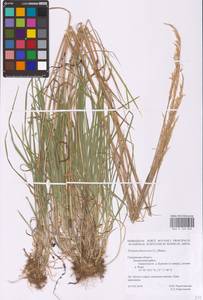 Trisetum flavescens (L.) P.Beauv., Eastern Europe, Western region (E3) (Russia)