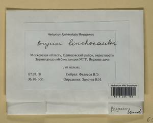 Ptychostomum lonchocaulon (Müll. Hal.) J.R. Spence, Bryophytes, Bryophytes - Moscow City & Moscow Oblast (B6a) (Russia)