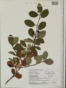 Sorbaronia ×arsenii (Britton & Arsène) G. N. Jones, Eastern Europe, Central region (E4) (Russia)