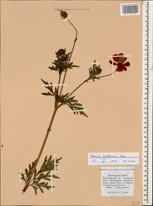 Cosmos sulphureus Cav., Caucasus, Black Sea Shore (from Novorossiysk to Adler) (K3) (Russia)