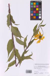 Helianthus tuberosus L., Eastern Europe, Moscow region (E4a) (Russia)