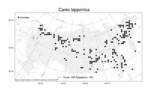 Carex lapponica O.Lang, Atlas of the Russian Flora (FLORUS) (Russia)