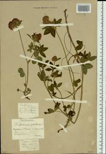 Trifolium pratense L., Siberia, Western Siberia (S1) (Russia)
