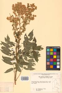 Sorbaria sorbifolia (L.) A. Braun, Siberia, Russian Far East (S6) (Russia)