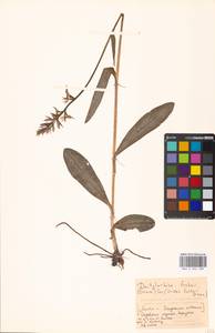 Dactylorhiza fuchsii (Druce) Soó, Eastern Europe, Moscow region (E4a) (Russia)