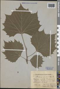 Platanus occidentalis L., Eastern Europe, North Ukrainian region (E11) (Ukraine)